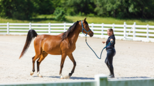 brown horse with trainer